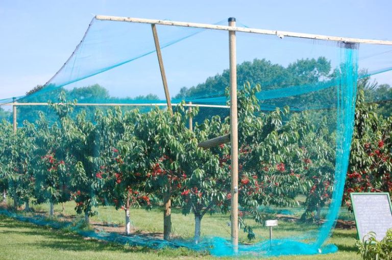 Reti di protezione per frutteti, Vendita on line su misura